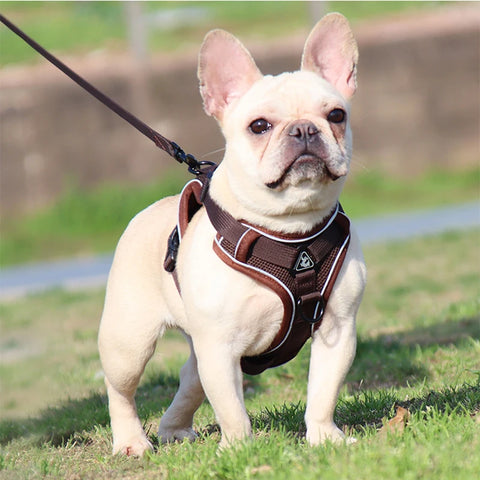 Reflective Dog Harness for Small Dogs