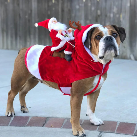 Christmas Pet Costume